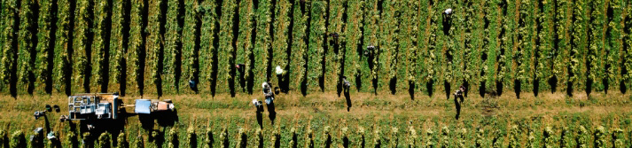 Champs de vigne et récolte Bordeaux Vineam