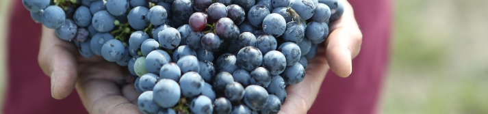 Grappes de raisins Bordeaux Vineam